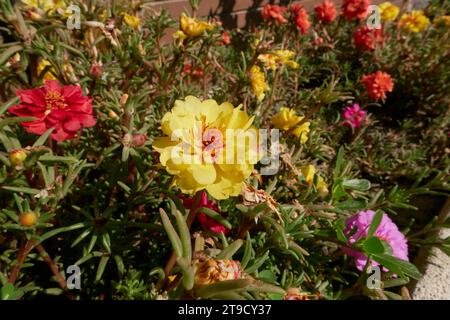Portulaca grandiflora farbenfrohe Blumen Stockfoto