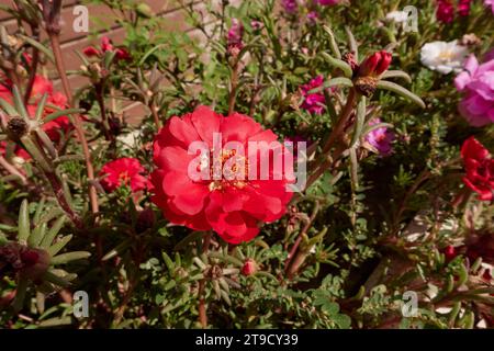 Portulaca grandiflora farbenfrohe Blumen Stockfoto