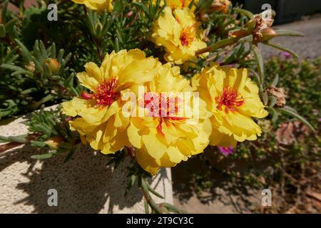 Portulaca grandiflora farbenfrohe Blumen Stockfoto