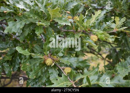 Quercus cerris Ast aus nächster Nähe Stockfoto