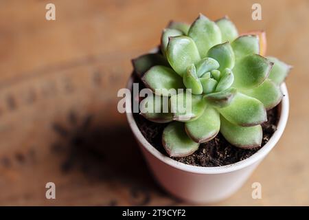 Saftige echeveria-Hauspflanze auf einem Holztisch, Gartenarbeit und Verbindung mit dem Naturkonzept Stockfoto