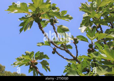 Feigenbaum mit reifenden Feigen in einem Garten auf blauem Himmel Hintergrund, selektiver Fokus. Subtropische Früchte Stockfoto