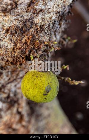 Fruchtbarer und saftiger Ficus Sycomorus „Sakalavarum“, Platanen-Feigen, Feigen-Maulbeeren. Natürliche Nahaufnahme, hohe Auflösung, von skurriler Lebensmittelpflanze Stockfoto
