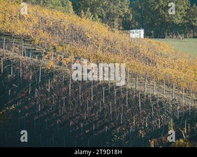 Rot-orange gelbe Blätter, herbstliches Laub auf Weinreihen in den Weinbergen der Hügel des Arda-Tals Piacenza Italien im Herbst Stockfoto