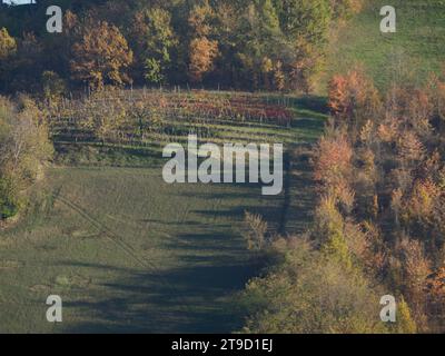 Rot-orange gelbe Blätter, herbstliches Laub auf Weinreihen in den Weinbergen der Hügel des Arda-Tals Piacenza Italien im Herbst Stockfoto