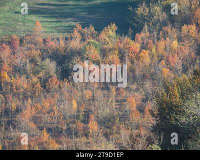 Farbenfrohe Landschaft, goldene rote Bäume im Park, Herbstsaison im Arda-Tal, Italien, Piacenza, Emilia Romagna Stockfoto