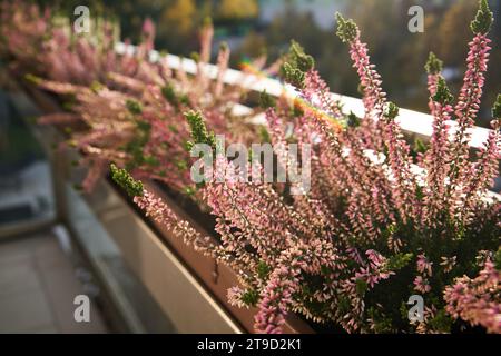 Frische Heidekraut Blumen wachsen im Herbst auf dem Balkon Stockfoto