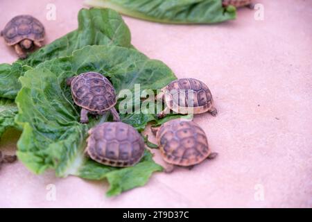Kleine Turteltiere essen Salat auf dem Boden Stockfoto