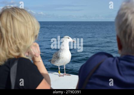 Markiert junge Europäische Heringsmöwe Larus argentatus und Menschen am Sopot Pier, Ostsee, Polen, Europa Stockfoto