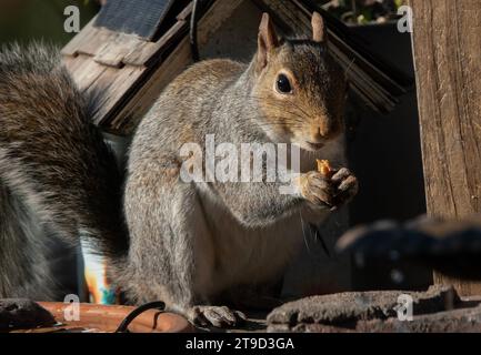 Ein graues Eichhörnchen kommt an Deck an Stockfoto