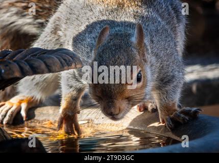 Ein graues Eichhörnchen kommt an Deck an Stockfoto
