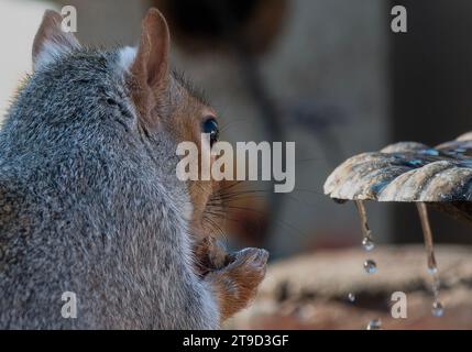 Ein graues Eichhörnchen kommt an Deck an Stockfoto