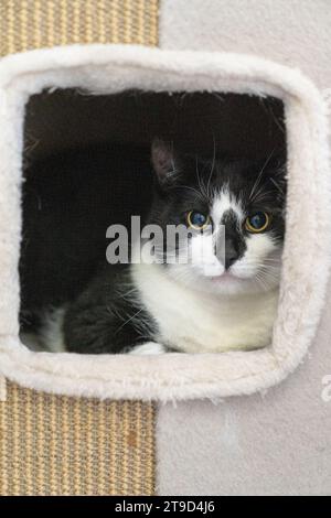 Eine schwarze Tabbykatze sitzt und versteckt sich an einem sicheren Ort in einem Kratzbaum und schaut in die Kamera Stockfoto