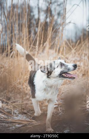 Porträt eines schwarz-weißen Huskys läuft auf dem Feld. Den Hund für die Kamera auszuspielen. Stolzer Besitzer. Ostrava, Tschechische republik. Stockfoto