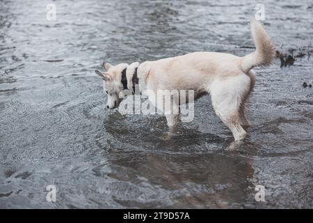 Weißer sibirischer Husky mit durchdringenden blauen Augen badet in einem kalten Fluss. Ostrava, Tschechische Republik. Stockfoto