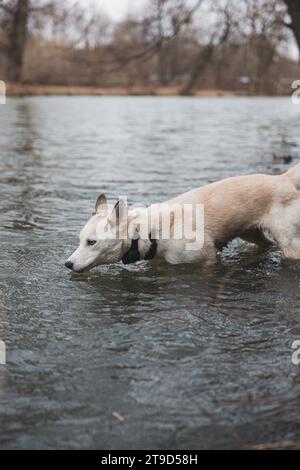 Weißer sibirischer Husky mit durchdringenden blauen Augen badet in einem kalten Fluss. Ostrava, Tschechische Republik. Stockfoto