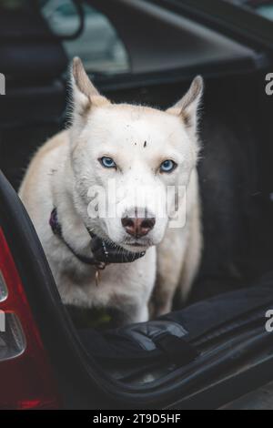 Weißer sibirischer Husky wartet im Kofferraum auf eine weitere tolle Reise mit seinem Besitzer. Reisen mit einem Hund. Stockfoto