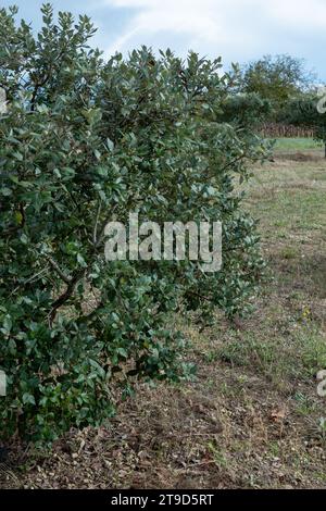 Trüffelfarm, Anbau von Schwarzwintertrüffelpilzen aus dem Perigord, Tuber melanosporum, Eichenplantagen, Trüffeljagd im Winter auf Feldern mit Oa Stockfoto