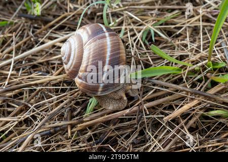 Französische Küche, große, leckere Landschnecken, die auf einer Bio-Schneckenfarm in Burgugne, Frankreich, wachsen Stockfoto