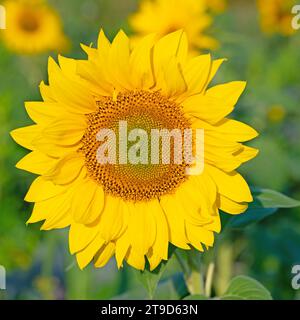 Sonnenblume, Helianthus annuus, in einer Nahaufnahme Stockfoto
