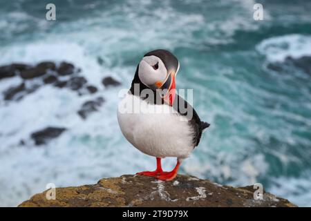 Das ist eine Nahaufnahme eines Atlantischen Papageientauchers, der auf einer Klippe in Island ruht. Wir hatten Glück, eine Kolonie Atlantischer Papageientaucher auf einer Klippe in einem abgelegenen Teil Islands zu sehen. Sie hatten keine Angst vor Menschen, also kamen wir ihnen sehr nahe. Die Fotos wurden mit einer Brennweite von 35 mm aufgenommen. Stockfoto