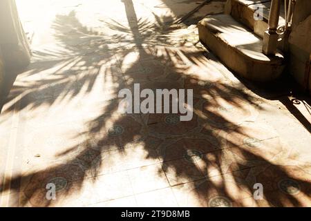 Palmenschatten auf einem geschmückten Bürgersteig in Havanna. Stockfoto
