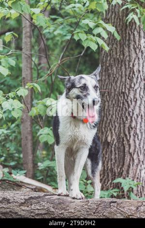 Schwarz-weiß-Hybrid-Husky-Malamute genießt seinen Aufenthalt in einer Waldlandschaft, die mit Bärenknoblauch bedeckt ist. Unterschiedliche Ausdrücke des Hundes. Freiheit Stockfoto