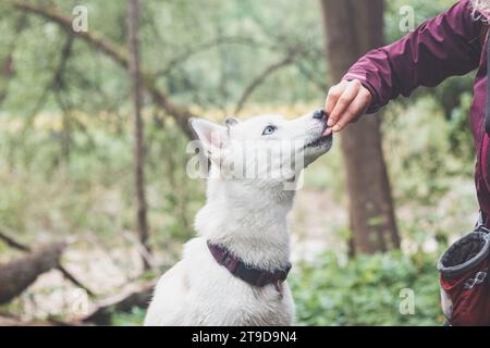 Weißer sibirischer Husky mit durchdringenden blauen Augen, der von seinem Besitzer gefüttert wird, während der Hund auf einem Baum sitzt. Ehrliches Porträt eines weißen Schneehundes. Stockfoto