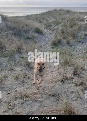 Ein junger Mitarbeiter fährt zu seinem Besitzer über Sanddünen am Waitarere Beach, NZ Stockfoto