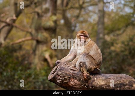 Berbermakaken-Affen sitzen im Trentham Affenwald Stockfoto