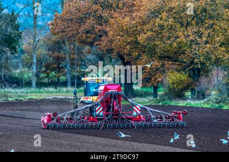 Möwen folgen einem Caterpillar-Traktor, der im Herbst in Norfolk eine Horsch-Bohrmaschine zieht. Stockfoto