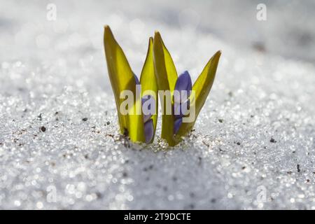 Blaue Schneeglöckchen blühen im Frühjahr im Schneewald. Scilla siberica Squill Stockfoto