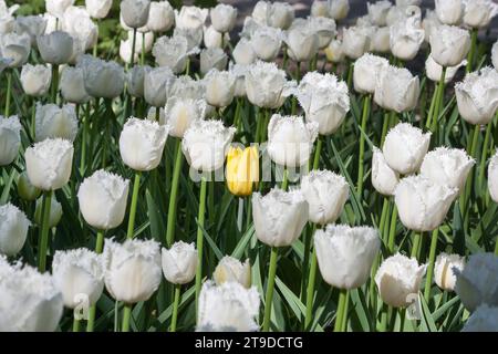 Eine gelbe einzelne Tulpe unter einer Gruppe von weißen gesäumten, schönen Tulpen, die im Garten wachsen Stockfoto