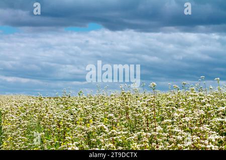 Blühendes Buchweizenfeld unter dem Sommerhimmel mit Wolken Stockfoto