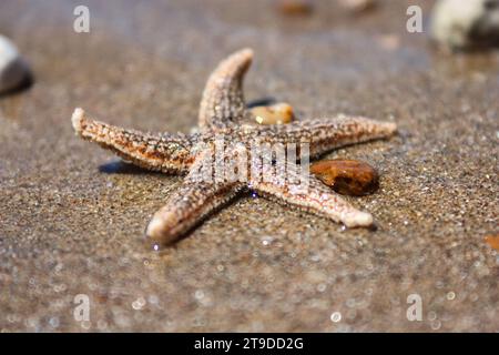 Seesterne (Art Asterias rubens) mit Schindel, sehen Sie aus nächster Nähe einen Küstensand nach der Flut. Der Golf von Biskaya, die Atlantikküste Frankreichs Stockfoto