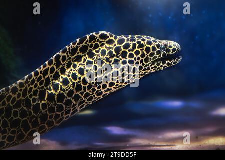 Geschnürte Moray (Gymnothorax favagineus) - großer Moray Aal Stockfoto