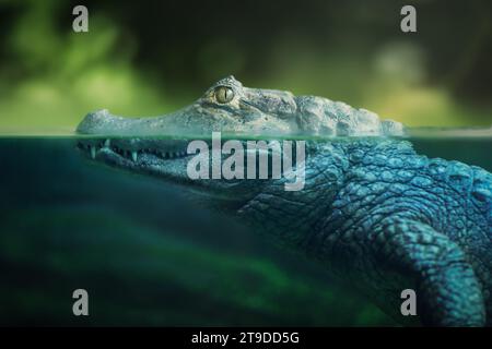 Halb unter Wasser Yacare Caiman (Caiman yacare) - Pantanal Alligator Stockfoto