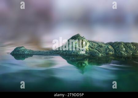 Yacare Caiman (Caiman yacare) Unterwasserkopf - Pantanal Alligator Stockfoto