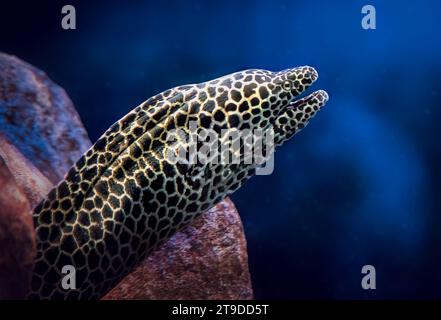 Geschnürte Moray (Gymnothorax favagineus) - großer Moray Aal Stockfoto