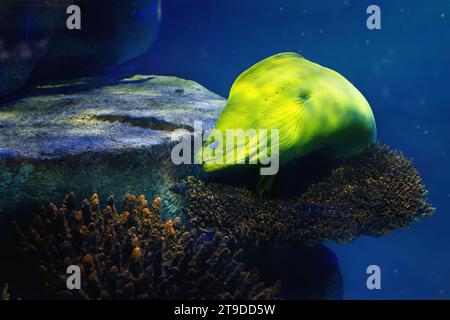 Green Moray (Gymnothorax funebris) - großer Moray Aal Stockfoto