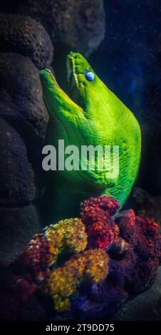 Green Moray (Gymnothorax funebris) - großer Moray Aal Stockfoto