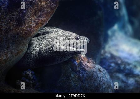 Gefleckter Moray (Gymnothorax moringa) - großer Moray Aal Stockfoto