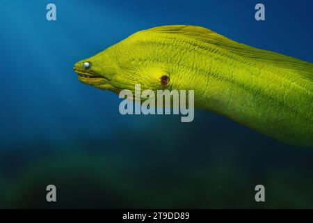 Green Moray (Gymnothorax funebris) - großer Moray Aal Stockfoto