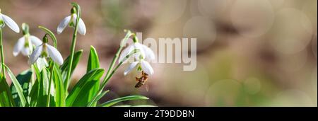 Blühende Schneeglöckchen (Galanthus nivalis) und ihre bestäubende Honigbiene im frühen Frühjahr im Wald, Nahaufnahme mit Platz für Text Stockfoto