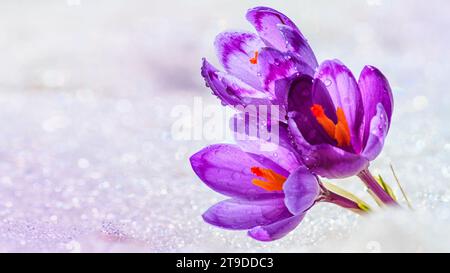 Krokusse - blühende lila Blüten, die sich im Frühjahr unter dem Schnee ihren Weg bahnten, Nahaufnahme mit Platz für Text Stockfoto