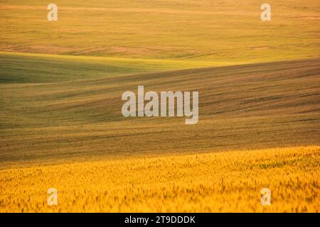 Ländliche Landschaft, Hintergrund - hügeliges Gelände, Feldweizen in den Sonnenstrahlen des Sommers Stockfoto