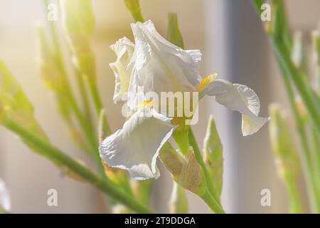 Nahaufnahme weißer Irisblumen auf natürlichem Hintergrund an einem sonnigen Tag. Weicher selektiver Fokus. Hintergrund mit Leerzeichen für Text Stockfoto