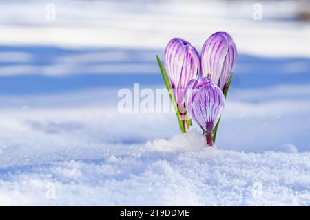 Krokusse - blühende lila Blüten, die sich im Frühjahr unter dem Schnee ihren Weg bahnten, Nahaufnahme mit Platz für Text Stockfoto