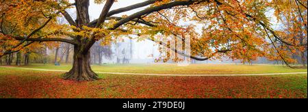 Herbstlandschaft, Panorama, Banner - Blick auf einen alten Baum in einem nebeligen Herbstpark mit gefallenen Blättern am frühen Morgen Stockfoto