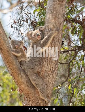 Koala und Baby joey ruhen friedlich in einem gumtree an der Gold Coast, Queensland, Australien. Stockfoto